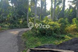 Jarang Ada! Tanah Kavling Disewakan di Badung 3700m2 Jarang Ada! Tanah Kavling Disewakan di Badung 3700m2