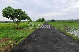 Tanah untuk Disewakan di Mengwi Badung SHM Tanah untuk Disewakan di Mengwi Badung SHM