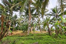 Kavling Tanah Dijual di Tabanan Tabanan Spesifikasi 3900m2 Kavling Tanah Dijual di Tabanan Tabanan Spesifikasi 3900m2