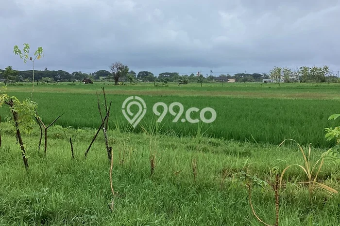 Disewakan Tanah di Lovina Buleleng Seluas 150m2 Disewakan Tanah di Lovina Buleleng Seluas 150m2