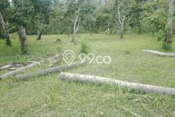 Lahan Dijual Lokasi Strategis di Buleleng dengan Luas 7225m2 Lahan Dijual Lokasi Strategis di Buleleng dengan Luas 7225m2