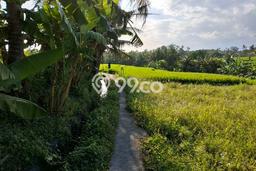 Tanah Disewa Strategis di Badung Luas 500m2 Tanah Disewa Strategis di Badung Luas 500m2