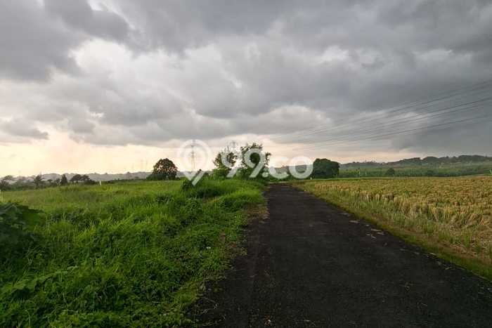 Tanah Kavling untuk Disewa di Mengwi Badung 200m2 Tanah Kavling untuk Disewa di Mengwi Badung 200m2
