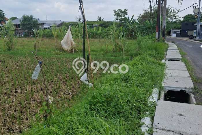 Jarang Ada! Tanah Kavling Disewakan di Badung 600m2 Jarang Ada! Tanah Kavling Disewakan di Badung 600m2