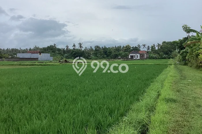 Disewakan Tanah di Lovina Buleleng Seluas 150m2 Disewakan Tanah di Lovina Buleleng Seluas 150m2