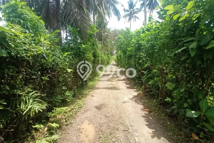 Tanah Kavling Dijual di Tabanan dengan Spesifikasi 2000m2 Tanah Kavling Dijual di Tabanan dengan Spesifikasi 2000m2