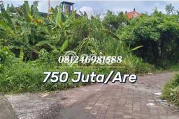 Tanah Dijual Area Strategis di Canggu Badung 525m2 Tanah Dijual Area Strategis di Canggu Badung 525m2