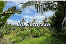 Tanah Siap Bangun Dijual di Tabanan Punya Luas 300m2 Tanah Siap Bangun Dijual di Tabanan Punya Luas 300m2