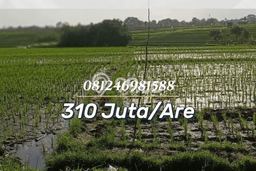 Kavling Tanah untuk Dijual di Canggu, Badung, Luas 2400m2 Kavling Tanah untuk Dijual di Canggu, Badung, Luas 2400m2