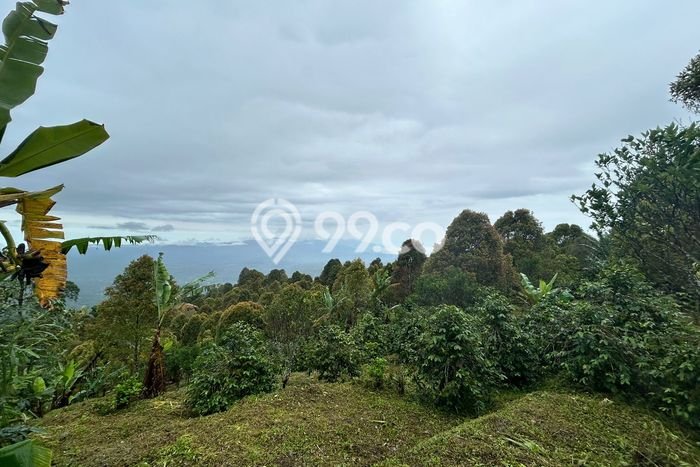 Tanah Kavling Dijual di Buleleng dengan Spesifikasi 14400m2 Tanah Kavling Dijual di Buleleng dengan Spesifikasi 14400m2