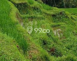 Jarang Ada! Tanah di Penebel Punya Luas 15000m2 SHM Jarang Ada! Tanah di Penebel Punya Luas 15000m2 SHM