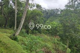 Kavling Tanah Dijual di Ubud, Gianyar, Luas 44000m2 Area Strategis Kavling Tanah Dijual di Ubud, Gianyar, Luas 44000m2 Area Strategis