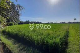 Tanah di Selemadeg, Tabanan Luas 3300m2 Dijual Segera Tanah di Selemadeg, Tabanan Luas 3300m2 Dijual Segera