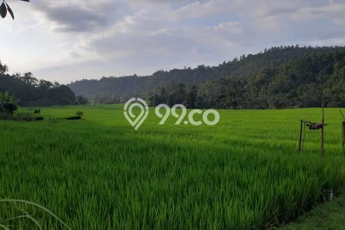 Tanah Kavling Dijual di Singaraja, Buleleng dengan Luas Tanah 12000m2 Tanah Kavling Dijual di Singaraja, Buleleng dengan Luas Tanah 12000m2