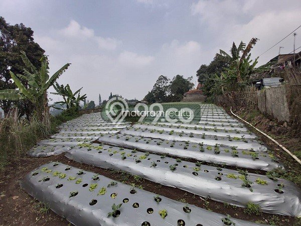 Kavling Tanah di Setiabudi Dijual Luas 2265m2 Legalitas - Kavling Tanah di Setiabudi Dijual Luas 2265m2 Legalitas -