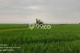 Kavling Tanah Dijual di Compreng, Subang, Luas 1e+06m2 Area Strategis Kavling Tanah Dijual di Compreng, Subang, Luas 1e+06m2 Area Strategis