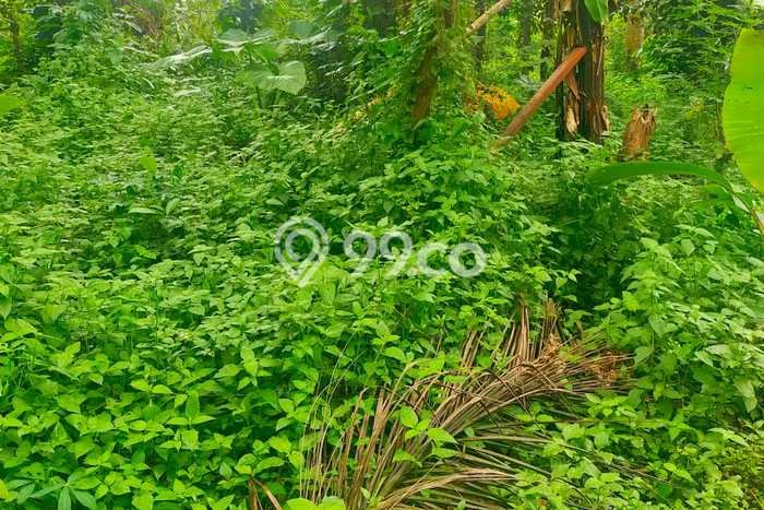 Lahan Strategis di Sukaraja Dijual dengan Luas 1000m2 Lahan Strategis di Sukaraja Dijual dengan Luas 1000m2