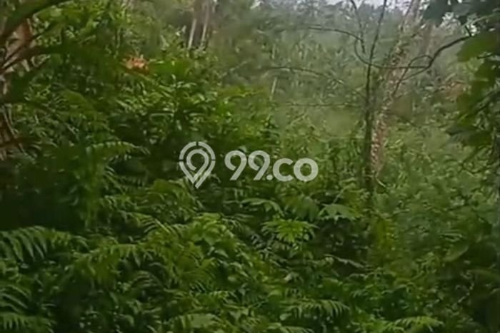 Kavling Tanah untuk Dijual di Pupuansawah, Tabanan, Luas 3000m2 Kavling Tanah untuk Dijual di Pupuansawah, Tabanan, Luas 3000m2