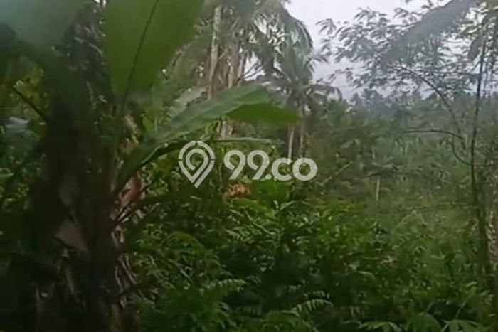 Kavling Tanah untuk Dijual di Pupuansawah, Tabanan, Luas 3000m2 Kavling Tanah untuk Dijual di Pupuansawah, Tabanan, Luas 3000m2