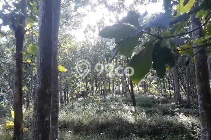 Kavling Tanah di Trenggalek Dijual Luas 1520m2 Legalitas SHM Kavling Tanah di Trenggalek Dijual Luas 1520m2 Legalitas SHM