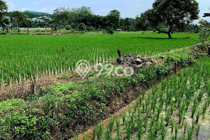 Dijual Tanah Lokasi Klapanunggal, Bogor Seluas 135m2 Dijual Tanah Lokasi Klapanunggal, Bogor Seluas 135m2