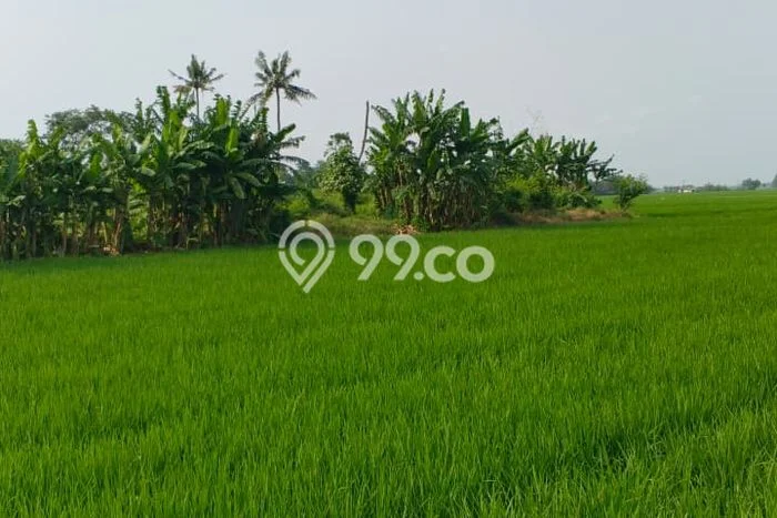 Tanah Dijual Area Strategis di Subang Kota Subang 8302m2 Tanah Dijual Area Strategis di Subang Kota Subang 8302m2