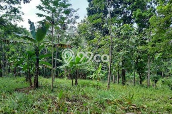 Kavling Tanah di Ngaliyan Dijual Luas 1114m2 Legalitas SHM Kavling Tanah di Ngaliyan Dijual Luas 1114m2 Legalitas SHM