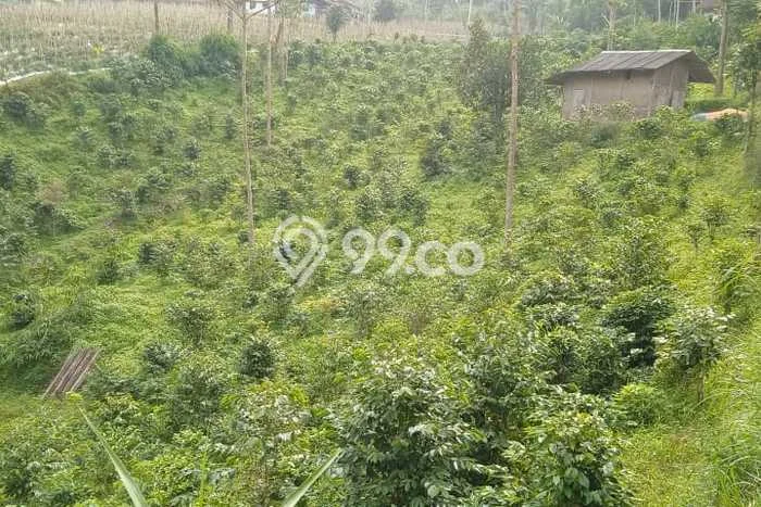 Tanah Dijual Lokasi Ciwidey, Bandung dengan Luas Tanah 100000m2 dan Status SHM Tanah Dijual Lokasi Ciwidey, Bandung dengan Luas Tanah 100000m2 dan Status SHM