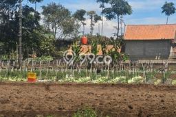 Tanah Dijual Lokasi Lembang, Bandung Barat dengan Luas Tanah 12769m2 dan Status - Tanah Dijual Lokasi Lembang, Bandung Barat dengan Luas Tanah 12769m2 dan Status -