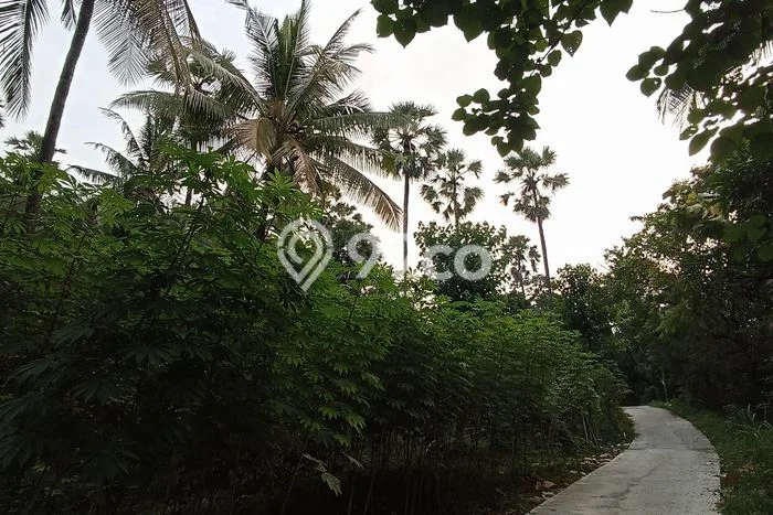 Tanah Siap Bangun Dijual di Buleleng Punya Luas 4550m2 Tanah Siap Bangun Dijual di Buleleng Punya Luas 4550m2