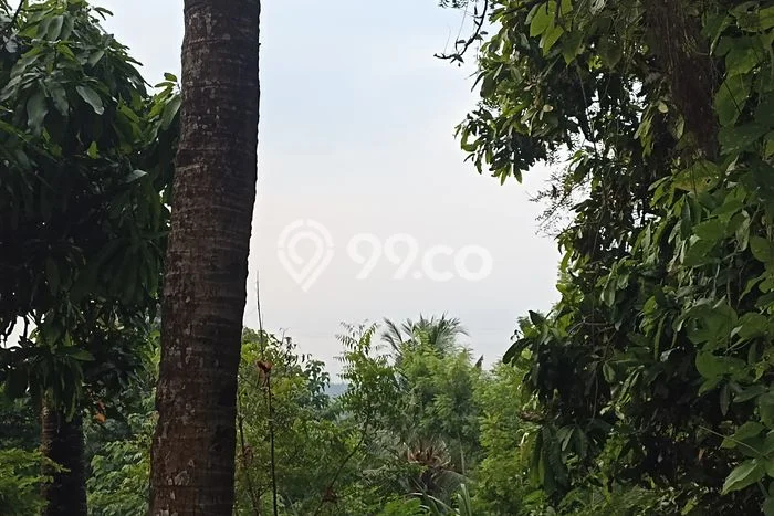 Tanah Siap Bangun Dijual di Buleleng Punya Luas 4550m2 Tanah Siap Bangun Dijual di Buleleng Punya Luas 4550m2
