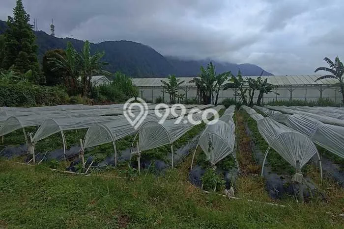Tanah Kavling Dijual di Pancasari, Buleleng dengan Luas Tanah 67456m2 Tanah Kavling Dijual di Pancasari, Buleleng dengan Luas Tanah 67456m2