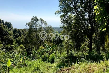 Tanah Dijual di Buleleng Seluas 10000m2 Strategis Tanah Dijual di Buleleng Seluas 10000m2 Strategis