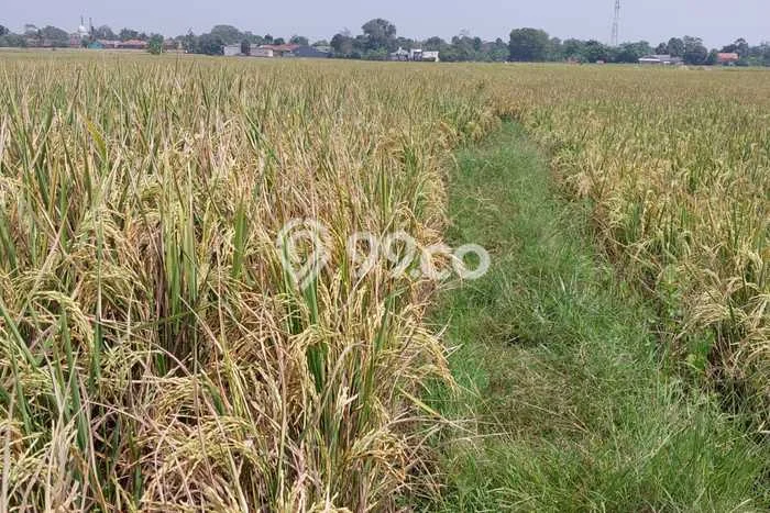 Kavling Tanah di Pabuaran Dijual Luas 18985m2 Legalitas - Kavling Tanah di Pabuaran Dijual Luas 18985m2 Legalitas -