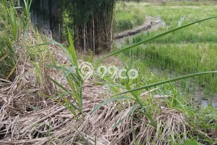 Kavling Tanah Lokasi Strategis di Ubud, Gianyar Disewakan 2200m2 Kavling Tanah Lokasi Strategis di Ubud, Gianyar Disewakan 2200m2