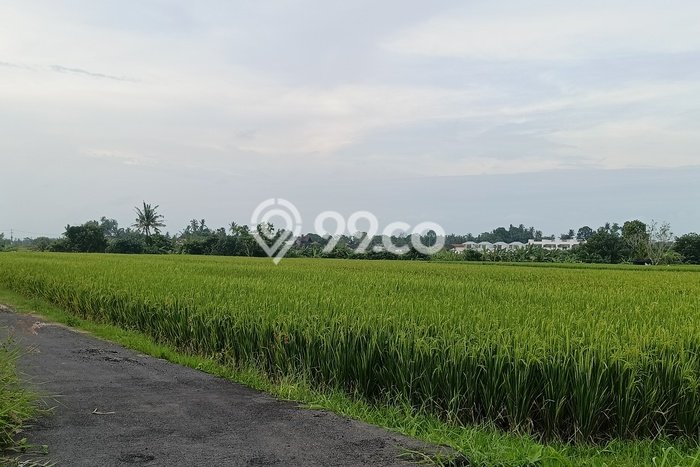 Tanah Siap Bangun Dijual di Tabanan Punya Luas 250m2 Tanah Siap Bangun Dijual di Tabanan Punya Luas 250m2