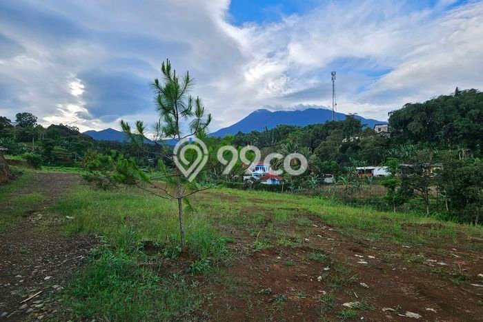 Kavling Tanah di Cisarua Dijual Luas 550m2 Legalitas SHM Kavling Tanah di Cisarua Dijual Luas 550m2 Legalitas SHM