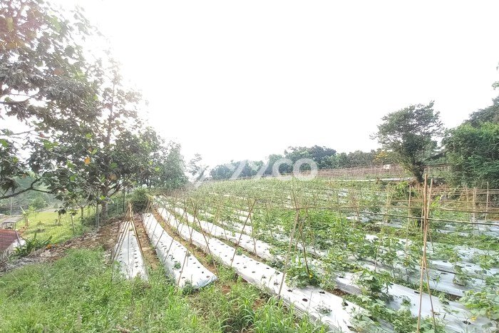 Lahan untuk Dijual Lokasi Sukaraja, Bogor Luas 5000m2 Hak Pakai Lahan untuk Dijual Lokasi Sukaraja, Bogor Luas 5000m2 Hak Pakai
