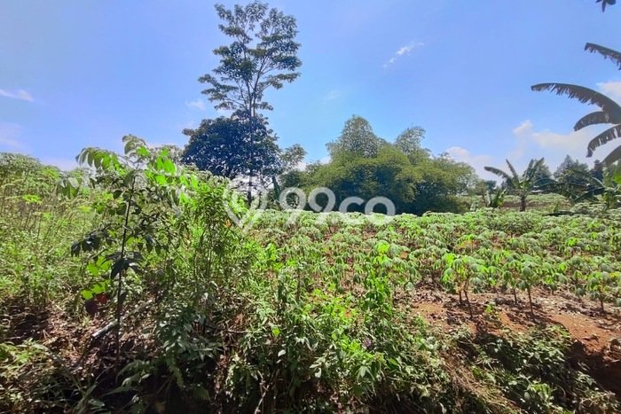 Tanah di Babakan Madang, Bogor Luas 23000m2 Dijual Segera Tanah di Babakan Madang, Bogor Luas 23000m2 Dijual Segera