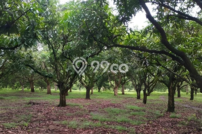 Dijual Tanah di Kertajati Majalengka Luas 1.1e+07m2 SHM Dijual Tanah di Kertajati Majalengka Luas 1.1e+07m2 SHM