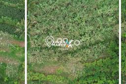 Dijual Tanah di Wagir Malang Luas 3458m2 AJB Dijual Tanah di Wagir Malang Luas 3458m2 AJB