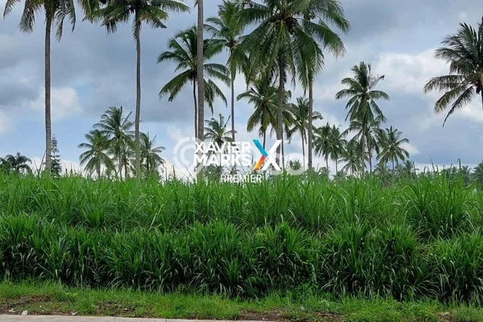 Tanah di Dampit, Malang Luas 58000m2 Dijual Segera Tanah di Dampit, Malang Luas 58000m2 Dijual Segera