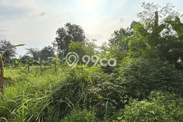 AREA PROSPEKTIF! Tanah di Balaraja, Luas 5000m², Dekat Fasilitas Umum AREA PROSPEKTIF! Tanah di Balaraja, Luas 5000m², Dekat Fasilitas Umum
