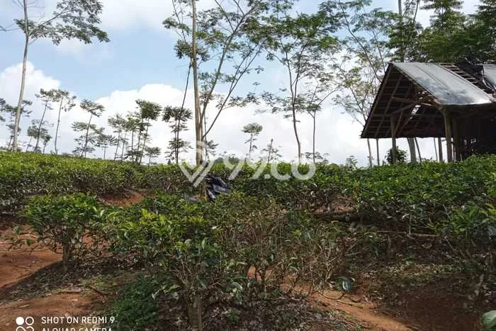 Tanah Kavling untuk Dijual di Cianjur Cianjur 72730m2 Tanah Kavling untuk Dijual di Cianjur Cianjur 72730m2