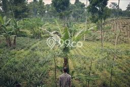Tanah di Pemalang, Pemalang Luas 5154m2 Dijual Segera Tanah di Pemalang, Pemalang Luas 5154m2 Dijual Segera