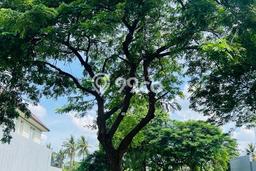 Tanah Kavling Dijual di Pantai Indah Kapuk, Jakarta Utara dengan Luas Tanah 1100m2 Tanah Kavling Dijual di Pantai Indah Kapuk, Jakarta Utara dengan Luas Tanah 1100m2