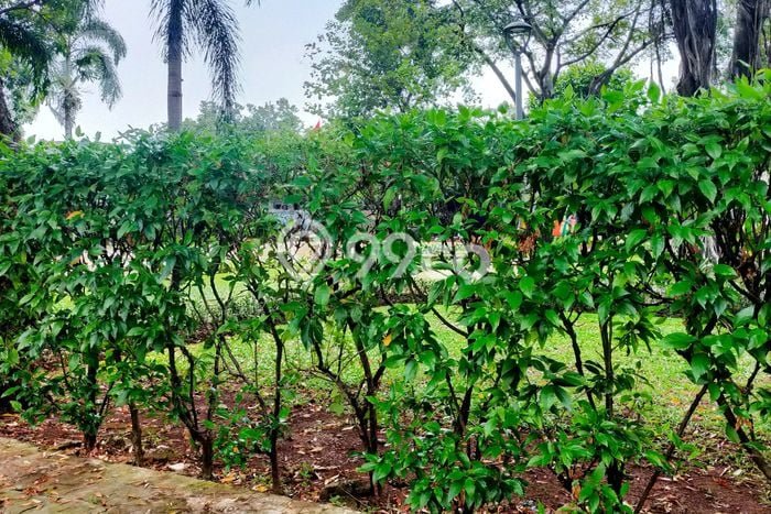 Tanah Komersial Dijual di Gombong Kebumen 312m2 Tanah Komersial Dijual di Gombong Kebumen 312m2