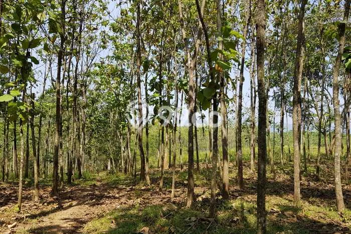 Kavling Tanah di Cibogo Dijual Luas 1.5e+06m2 Legalitas - Kavling Tanah di Cibogo Dijual Luas 1.5e+06m2 Legalitas -