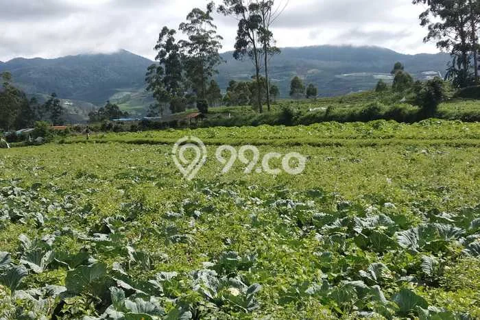 Lahan Strategis di Pangalengan Dijual dengan Luas 2800m2 Lahan Strategis di Pangalengan Dijual dengan Luas 2800m2