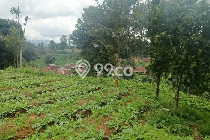 Lahan untuk Dijual di Ciwidey Bandung Luas 2800m2 Lahan untuk Dijual di Ciwidey Bandung Luas 2800m2
